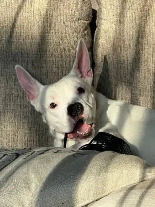 Piglet