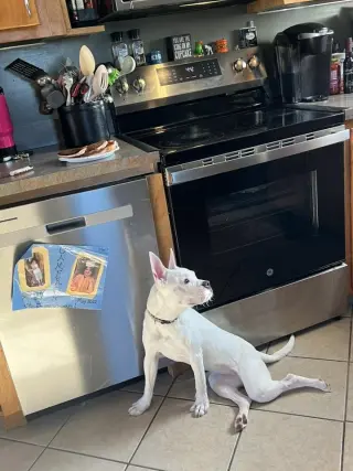 Piglet