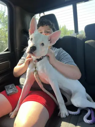 Piglet