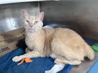Pollo
