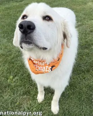 Tommy Boy in OH - Gentle, Calm & Quiet!
