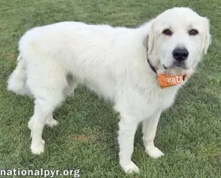 Tommy Boy in OH - Gentle, Calm & Quiet!