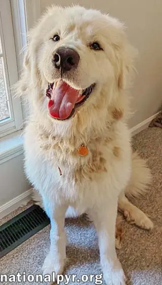 LaZboy in GA - Goofy & Lovable!