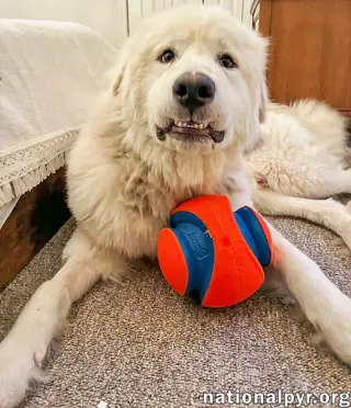 LaZboy in GA - Goofy & Lovable!