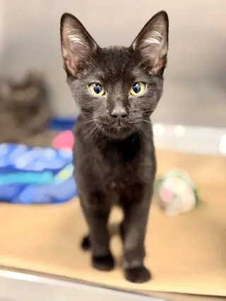 Nico