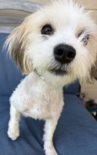 Tofu