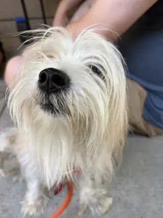 Tofu