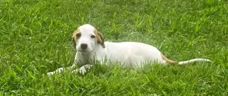 Luca