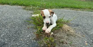 Luca