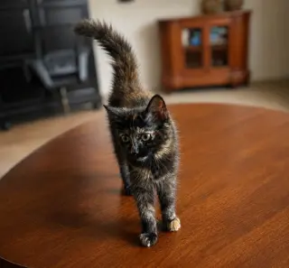 Big Sassy