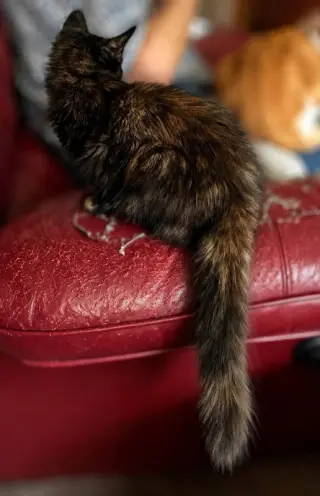Big Sassy