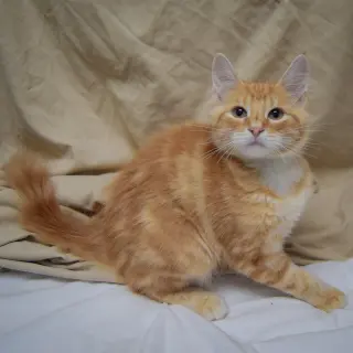 Tangerine