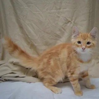 Tangerine