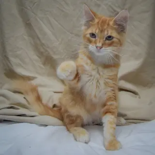 Tangerine