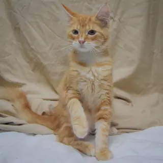 Tangerine