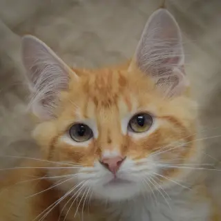 Tangerine