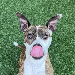Ziggy the Senior!