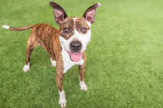 Ziggy the Senior!