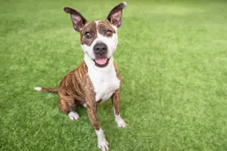 Ziggy the Senior!