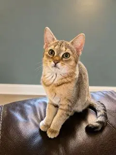 KITTEN TWISTER
