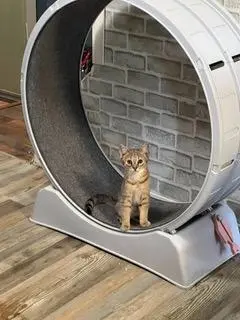 KITTEN TWISTER