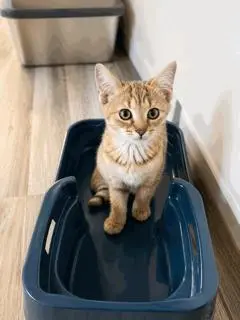 KITTEN TWISTER