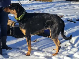 Moose
