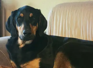 Moose
