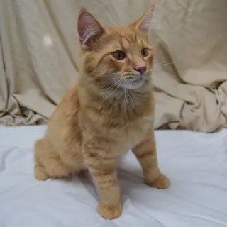 Clementine