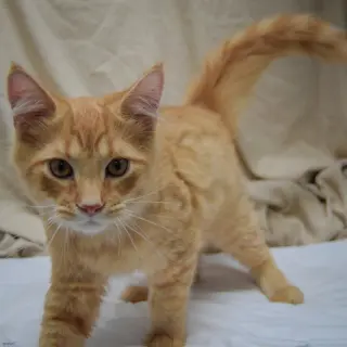 Clementine