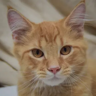 Clementine