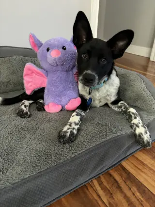 Sam