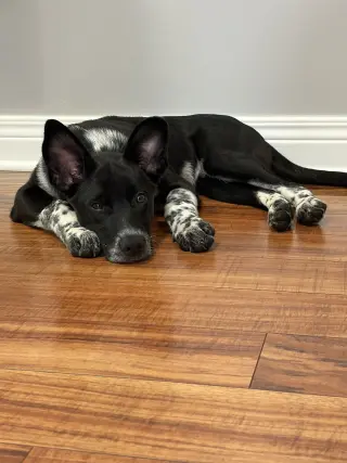 Sam