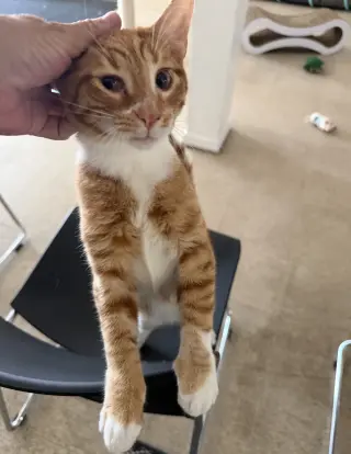 Jesse