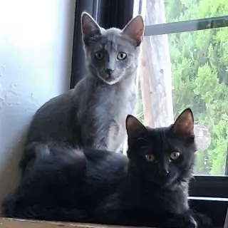 Oscar [and Grover]