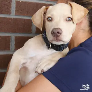 Koda