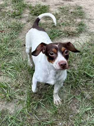 Hondo
