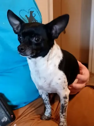 DeeDee