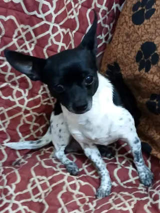 DeeDee