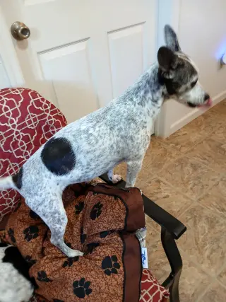 Dottie