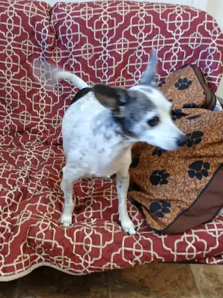 Dottie