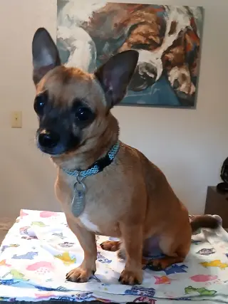 Gizmo