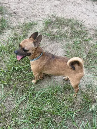 Gizmo