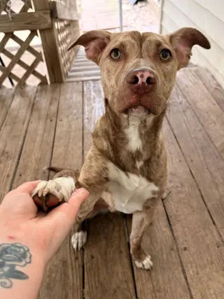 Tillman