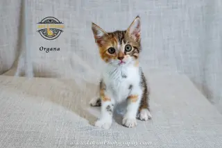 Organa