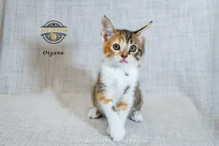 Organa