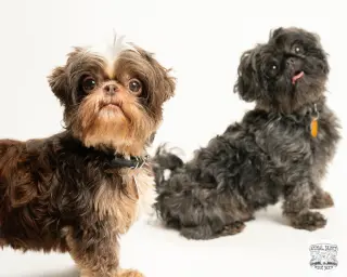 Tollie & Walter - Bonded Pair