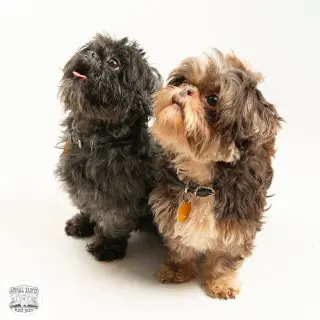 Tollie & Walter - Bonded Pair