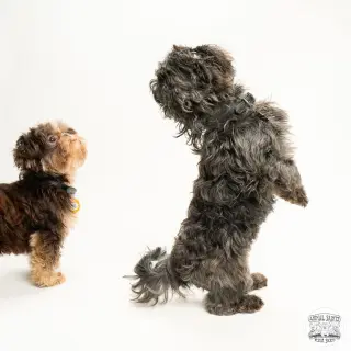Tollie & Walter - Bonded Pair