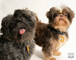 Tollie & Walter - Bonded Pair